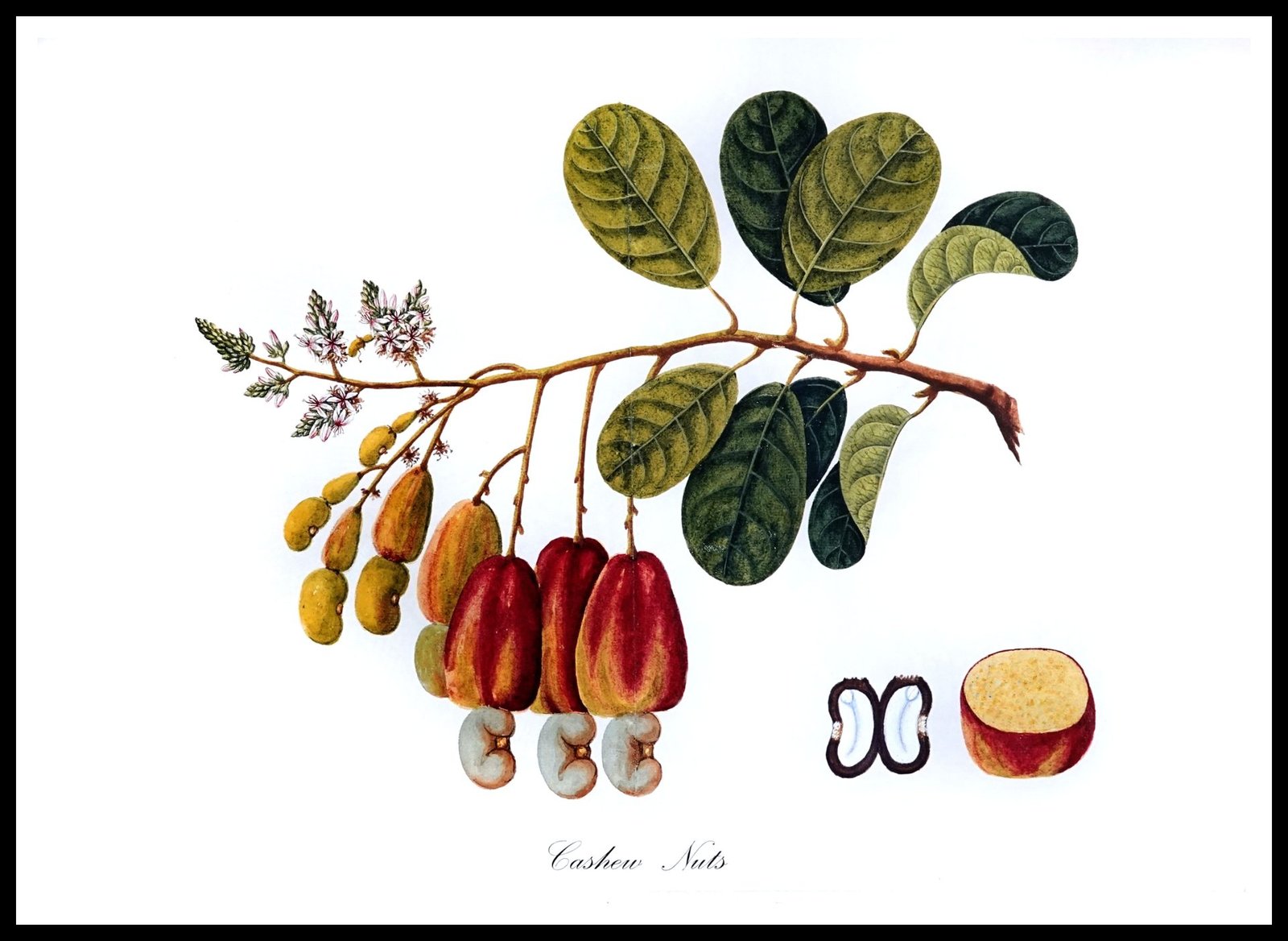 ALP E13018 Cashew Nuts (Antique Prints)